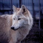 Katie Beaver - @wolfdogsoftheebonblade - Instagram