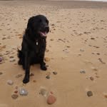 The life of Lucy - @katie.bennington - Instagram