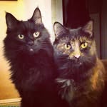 Katie Bernhardt - @katieanddaisyandbee - Instagram