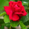 Katie Birkett - @katie.birkett45 - TikTok