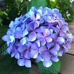 Katie Bock - @katies_plentyfull_garden - Instagram