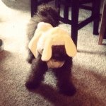 Katie Boyles - @avabrockcademom - Instagram