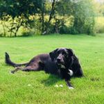 Katie Bratcher - @katie_the_blacklab - Instagram