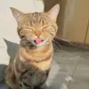 katie brick 🐈 - @katiecat551 - TikTok