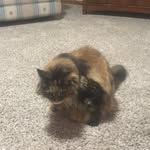 Kate Brownell - @katebrownell2806 - Instagram