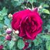 Katie Browning - Facebook
