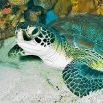 Katie Callaway - @seaturtle216 - Instagram