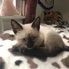 JustJenna - @katiecatt4 - TikTok