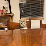 Katie Cavanaugh - @stewiethetabbycat - Instagram