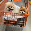 Katie_cha - @katie.c195 - TikTok