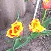 katie chaffin - @katie.chaffin3 - TikTok