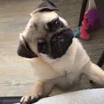 Katie_clever_pug - @katie_clever_pug - Instagram