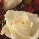Katie_cool - @xenodog1 - Instagram