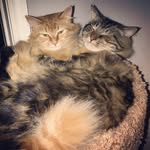Katie Cottrill - @pidandtug - Instagram
