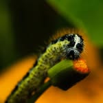 Katie Dakin - @whatsinmygardenportfolio1 - Instagram
