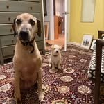 Katie Danielson - @fairytalecabbage - Instagram