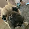 Katie Driver - @charlesthefrenchbulldog - TikTok