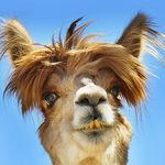 Katie Dutcher - @llamacorns.yay - Instagram