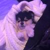 Katie Eck - @katiethepom - TikTok