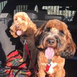 Katie Edson - @bruce_rossi_poo - Instagram