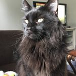 Katie Etheridge - @stone_the_majestic - Instagram