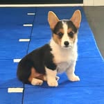 Katie Faison - @byrdiethecorgi - Instagram
