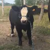 Kate Good - @katie_good - TikTok