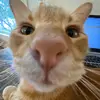 Katie Good - @katiegood00 - TikTok