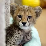 🐆Katie Grady🐆 - @katiegrady9 - Instagram