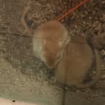 Katie Halliday - @the_two_gerbils_ - Instagram