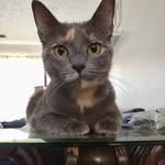 Katie, Harley, & Little One - @wvcats - Instagram