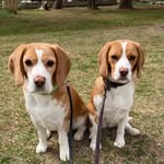 Katie and Harry - @katie_harry_beagle - Instagram