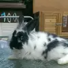 katie_harry_potter - @katie_harry_potter - TikTok