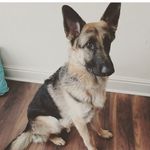 Katie Hatton - @gsdfamilymikaandbentley - Instagram