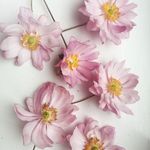 Katie Kindleysides - @katiekindleysides - Instagram