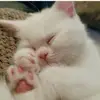 Santosh_Neupane - @kkatie_leclair - TikTok