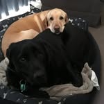 Kate Lorimer - @k8lorimer - Instagram