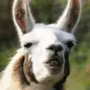 TikTok vids - @katie_mace_spam - TikTok