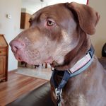 Katie Marlin - @adventures_in_beansitting - Instagram