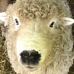 Katie McFarlane - @thehampshireshepherdess - Instagram