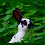 Katie Millard - @wildwood_rabbitry - Instagram