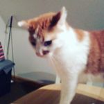 katze - @moritz_katie_bambam_gabi - Instagram