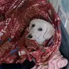 Katie Neil - @pets482 - TikTok