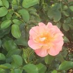 Katie Nix - @katieslittlegarden - Instagram