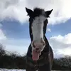 Katie Ormond342 - @riding_fails01 - TikTok