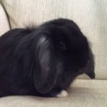 Katie Ormond - @lilyflopsspeedyfudgybabbies - Instagram