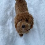 Katie Pascoe - @kt_in_whistler - Instagram
