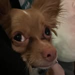 Katie Pence - @rudolph_thepinknosed_chihuahua - Instagram