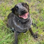 Katie Pickle, Harry Floofpants - @katie_doggo - Instagram