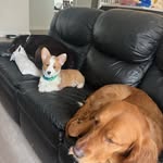 Katie, Pickles and Max - @katie_pickles_and_max - Instagram